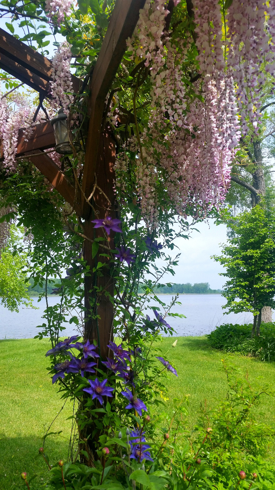 PINK WISTERIA AND CLEMATIS IN BLOOM TOGETHER